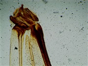 5 slutliga prover med insekter vingar