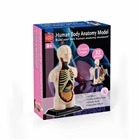 Anatomisk modell av skallen