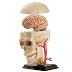 Anatomisk modell av skallen