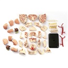 Anatomisk modell av skallen