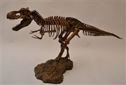 Enorma Tyrannosaurus Rex