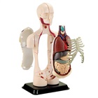 Modell av kroppens anatomi - Torso