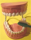 Modell av tandproteser