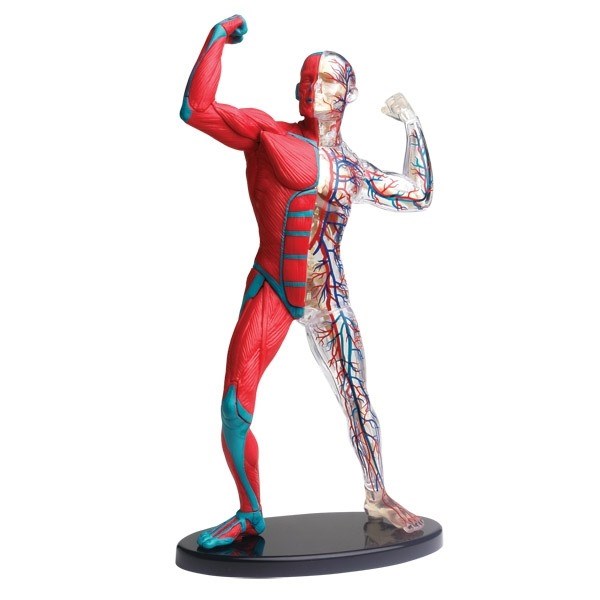Anatomi modell af Muskler og av skelett