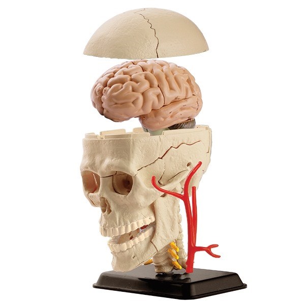 Anatomisk modell av skallen Anatomisk modell av skallen