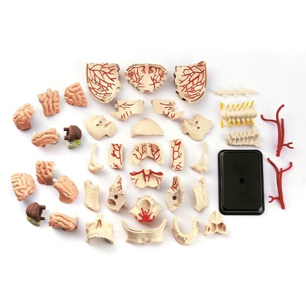 Anatomisk modell av skallen Anatomisk modell av skallen