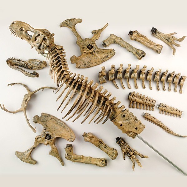 Enorma Tyrannosaurus Rex Enorma Tyrannosaurus Rex
