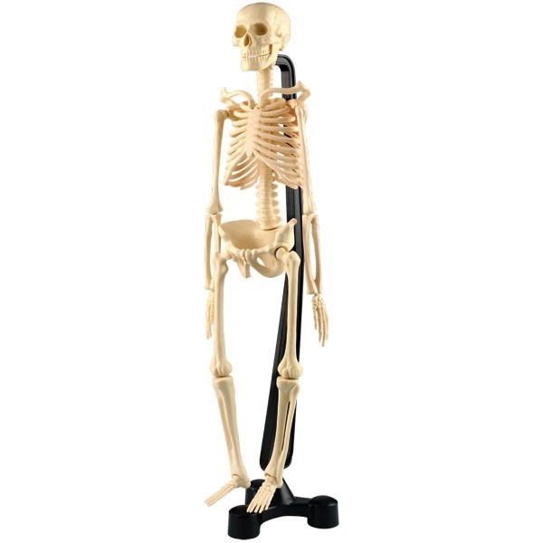 Människans skelett