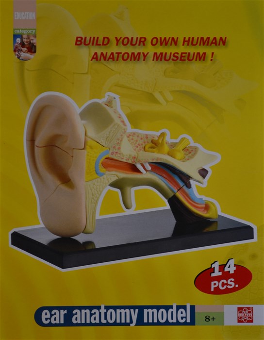 Modell av anatomin av örat Modell av anatomin av örat
