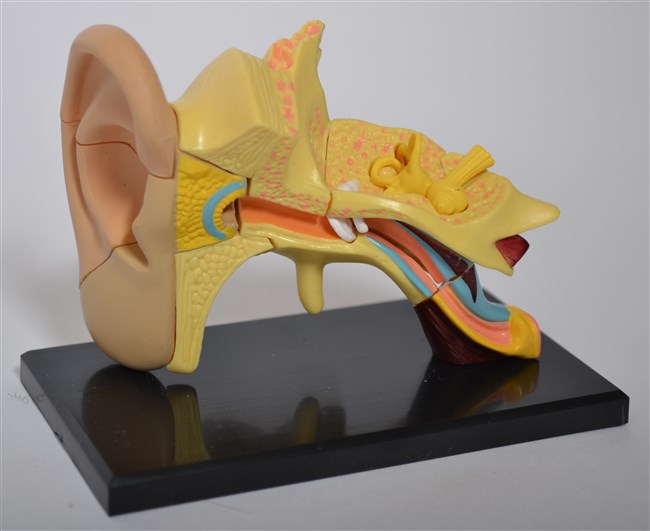 Modell av anatomin av örat Modell av anatomin av örat