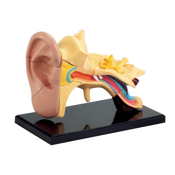 Modell av anatomin av örat Modell av anatomin av örat