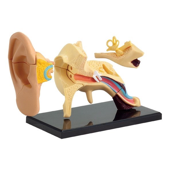 Modell av anatomin av örat Modell av anatomin av örat
