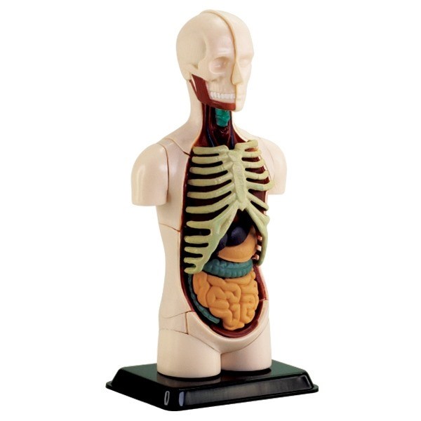 Modell av kroppens anatomi - Torso