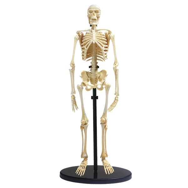 Skelett - modell av ett mänskligt skelett