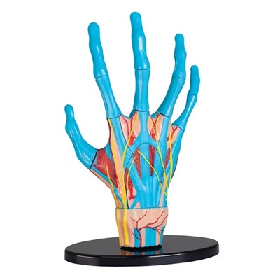 Anatomi - modell av en hand