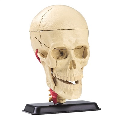 Anatomisk modell av skallen