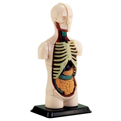 Modell av kroppens anatomi - Torso