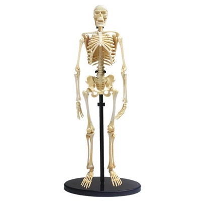 Skelett - modell av ett m&#xE4;nskligt skelett