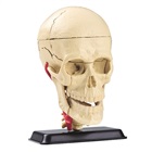 Anatomisk modell av skallen