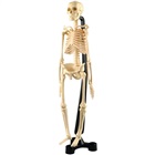 Människans skelett