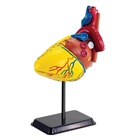 Modell av hjärt anatomi