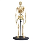 Skelett - modell av ett mänskligt skelett